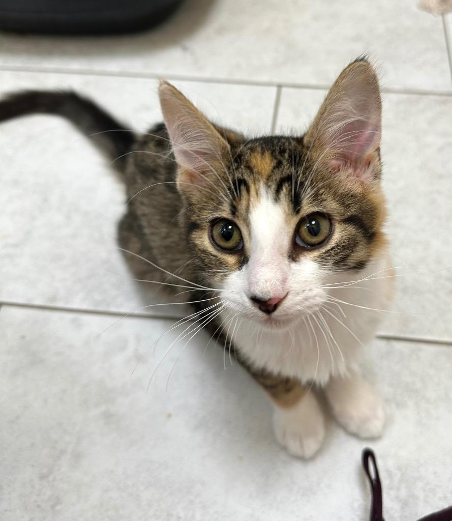 Vidalia, Adoptable, Kitten Female Domestic Short Hair.
