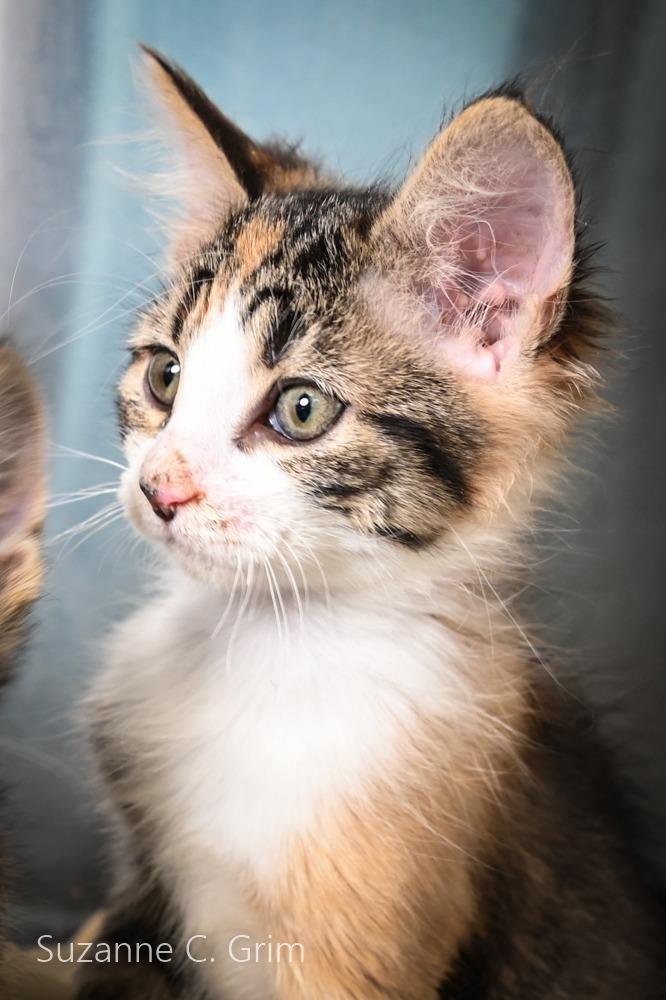 Enlarge Vidalia, a Adoptable mixed breed in New Orleans, LA image 3/3