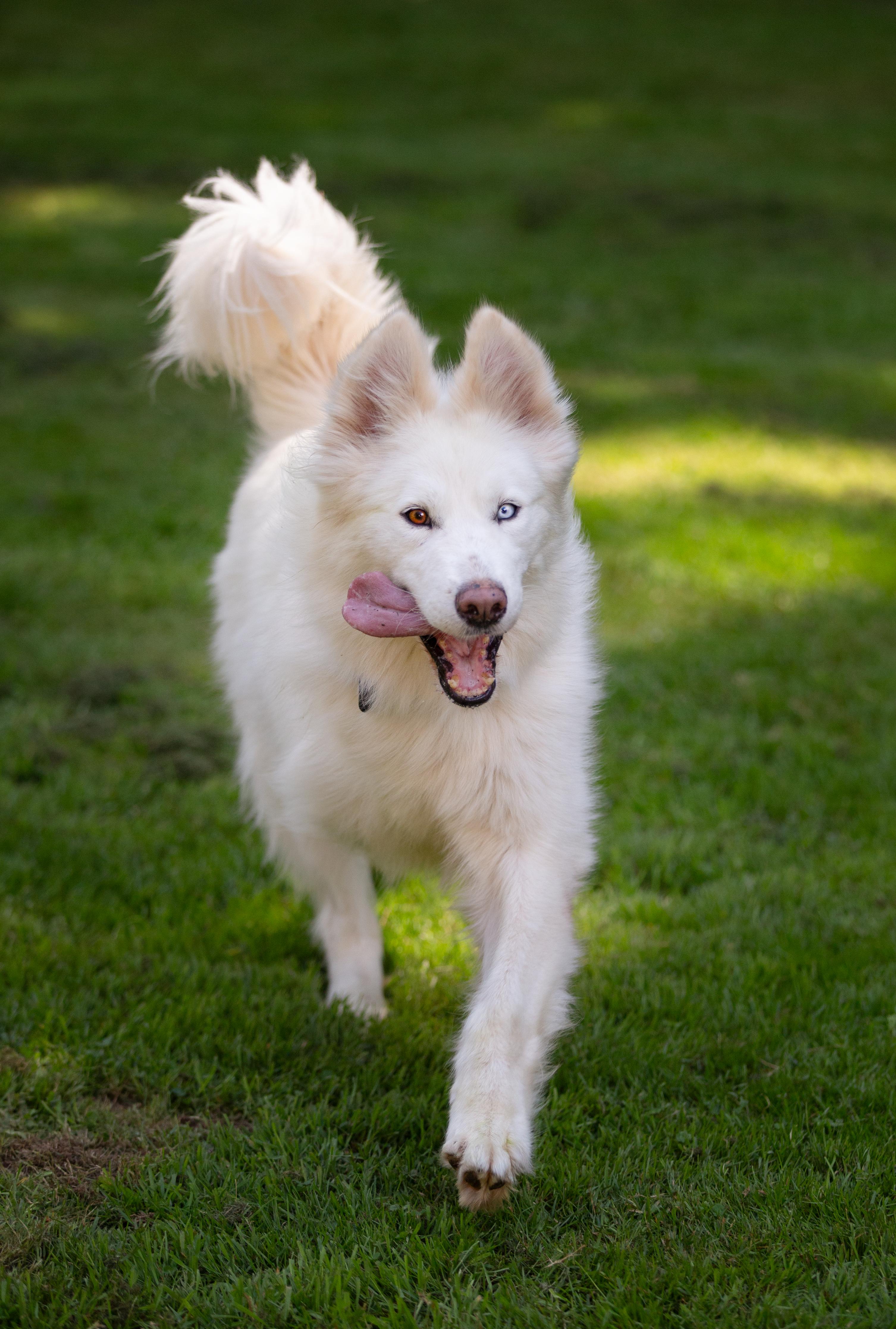 Max the Tripaw, Adoptable, Young Male Husky & Samoyed.