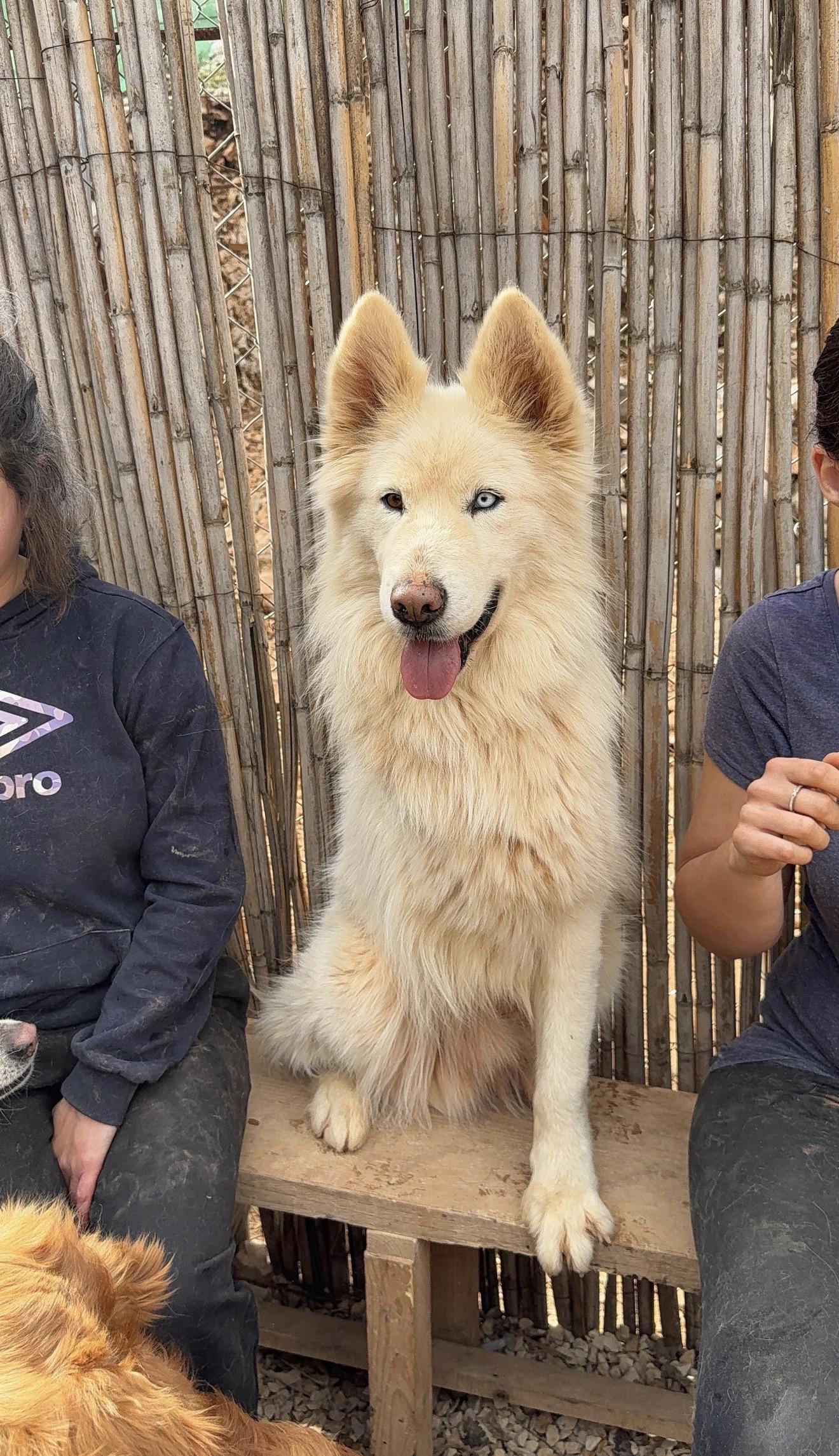 Max the Tripaw, a Adoptable Husky in Issaquah, WA image 3/6