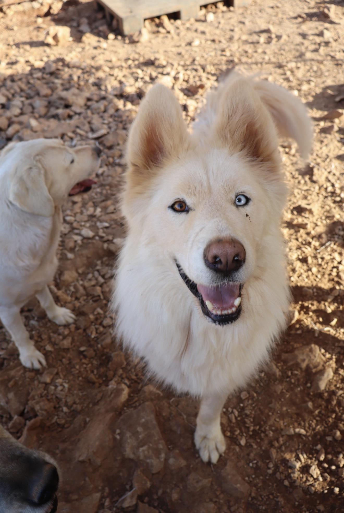 Max the Tripaw, Adoptable, Young Male Husky.