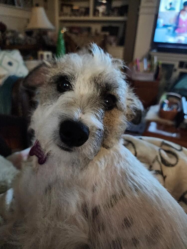 Liberty, Adoptable, Young Female Terrier.