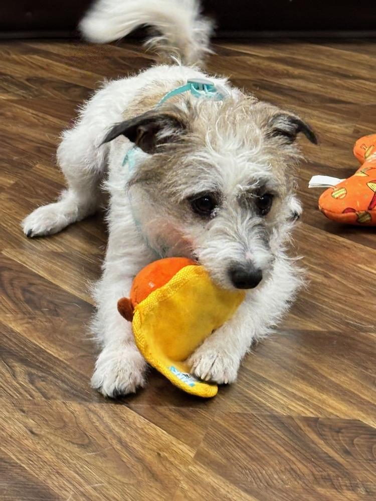 Enlarge Liberty, a Adoptable Terrier in Richardson, TX image 3/6