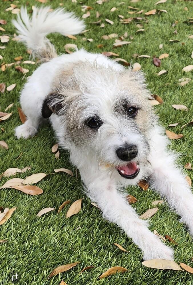 Enlarge Liberty, a Adoptable Terrier in Richardson, TX image 4/6