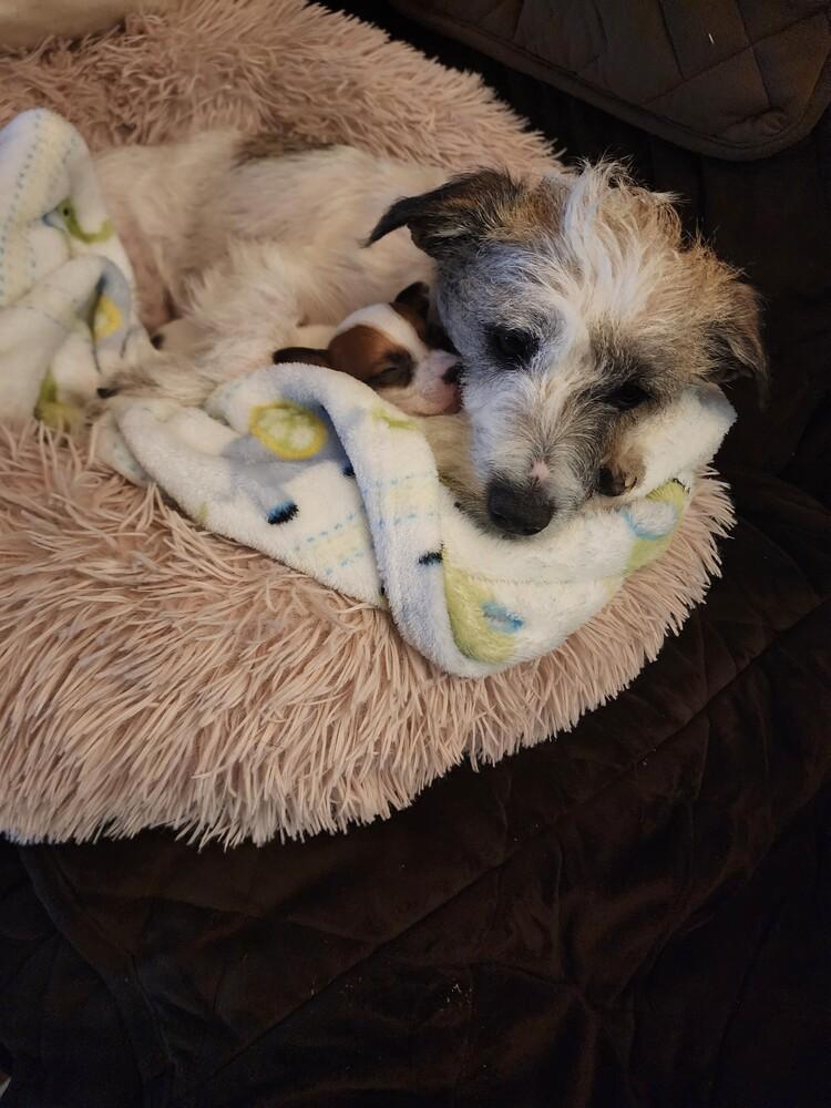 Enlarge Liberty, a Adoptable Terrier in Richardson, TX image 5/6