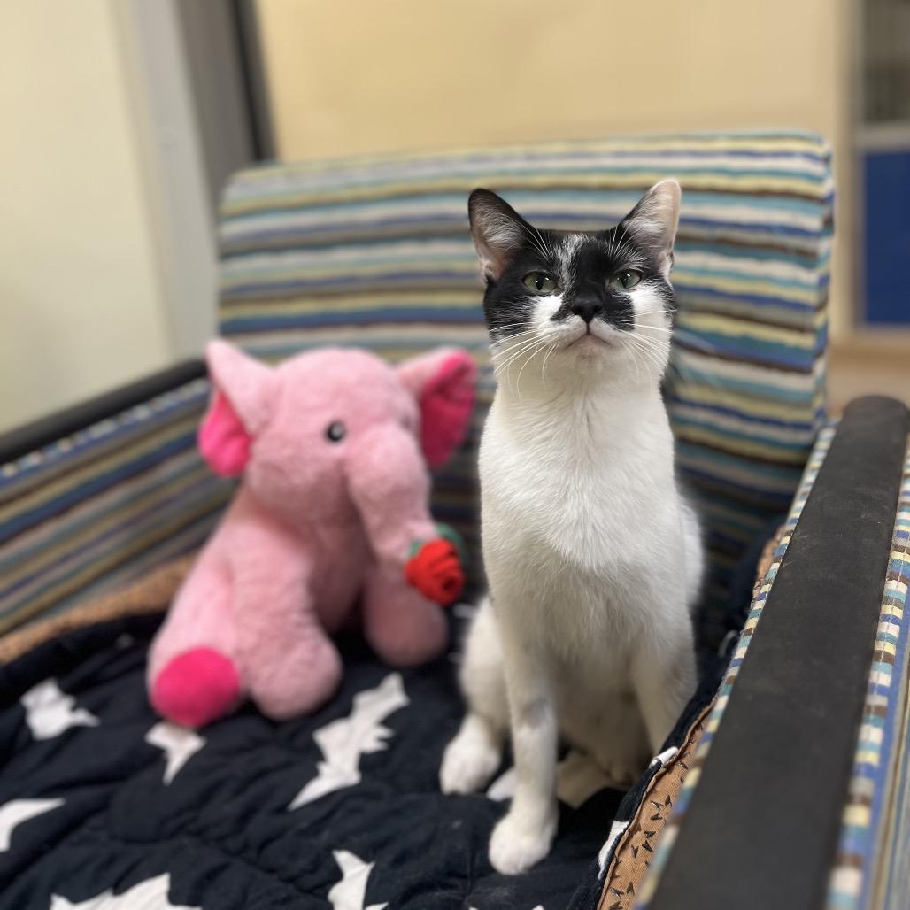 Little Debbie — thumbnail 4