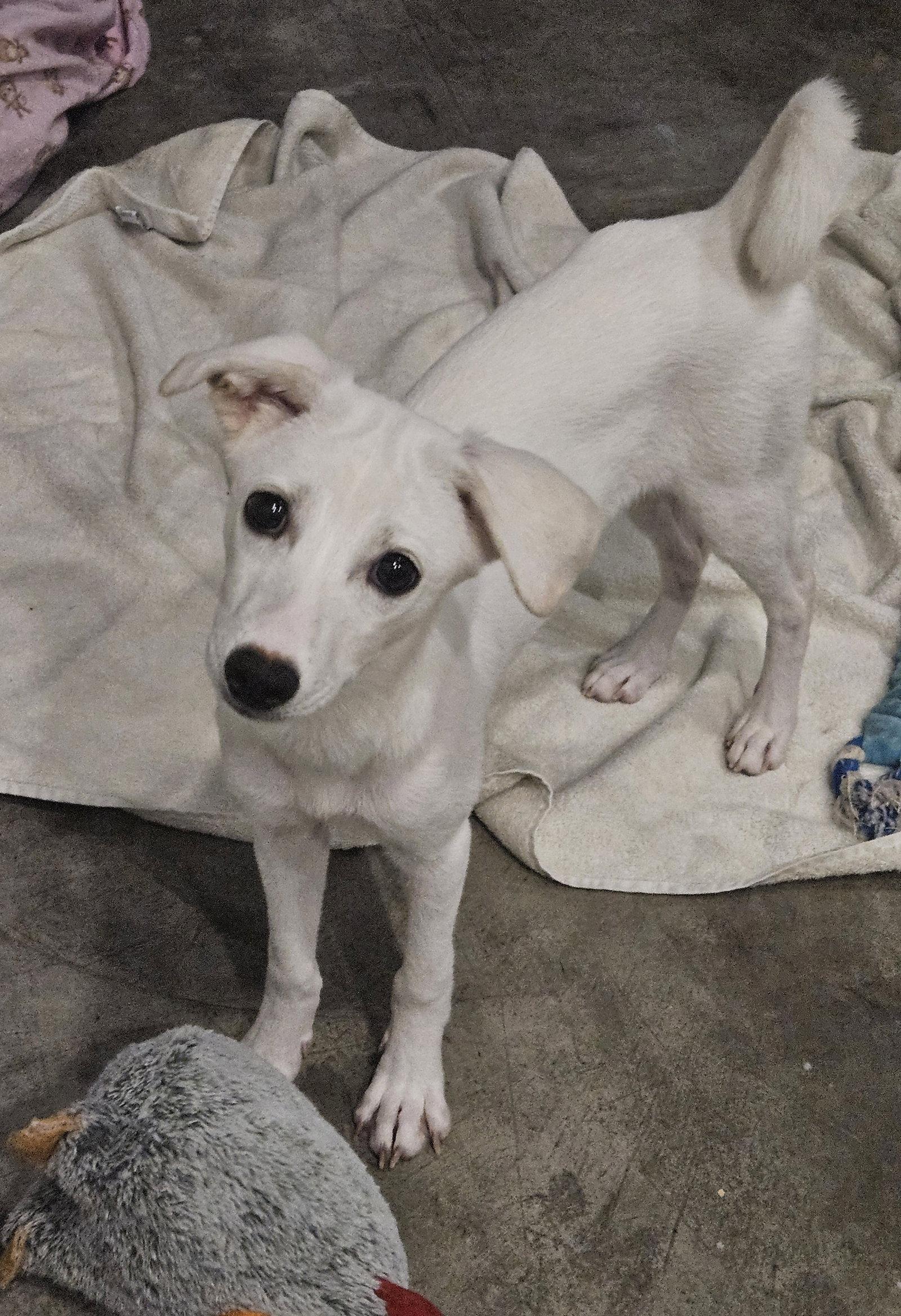 Enlarge SAEROK, a Adoptable mixed breed in Agoura Hills, CA image 1/3