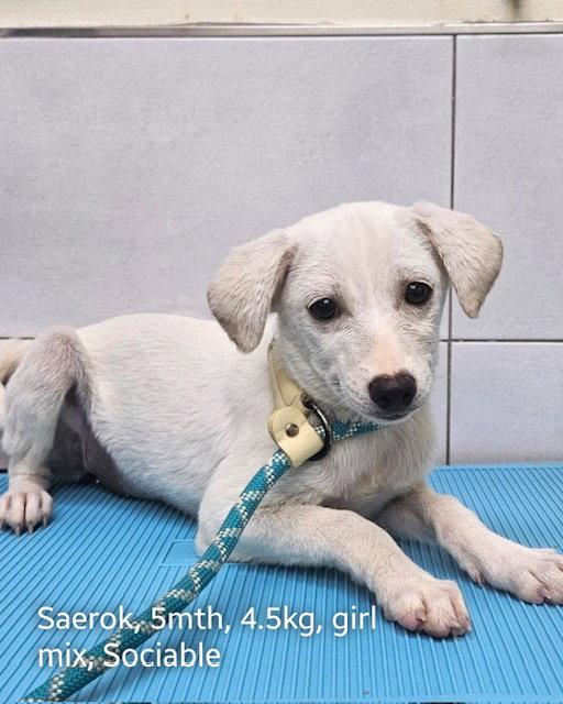 Enlarge SAEROK, a Adoptable mixed breed in Agoura Hills, CA image 2/3