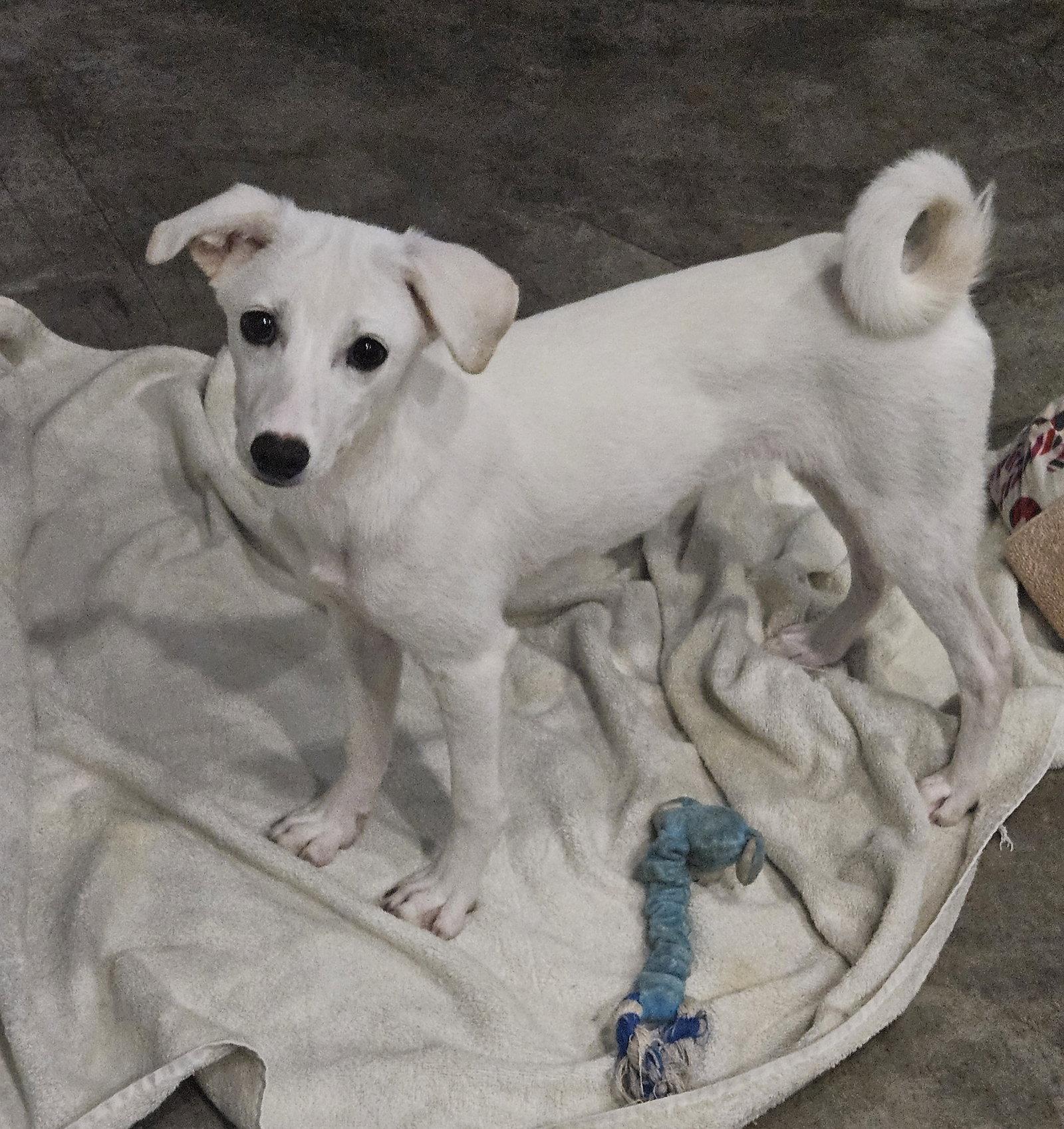 Enlarge SAEROK, a Adoptable mixed breed in Agoura Hills, CA image 3/3