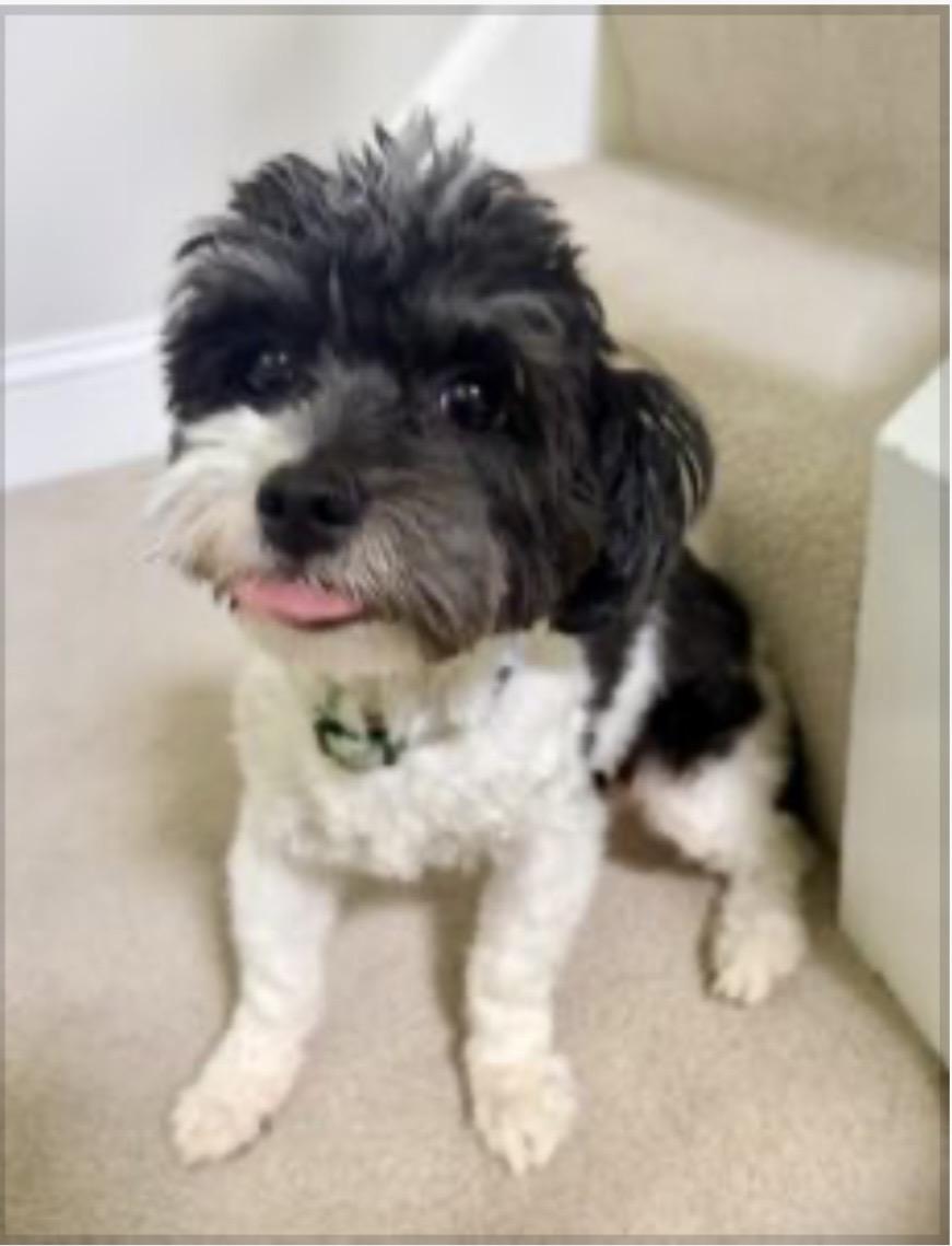 Enlarge Lucky, a Adopted mixed breed in Washington, DC image 1/1