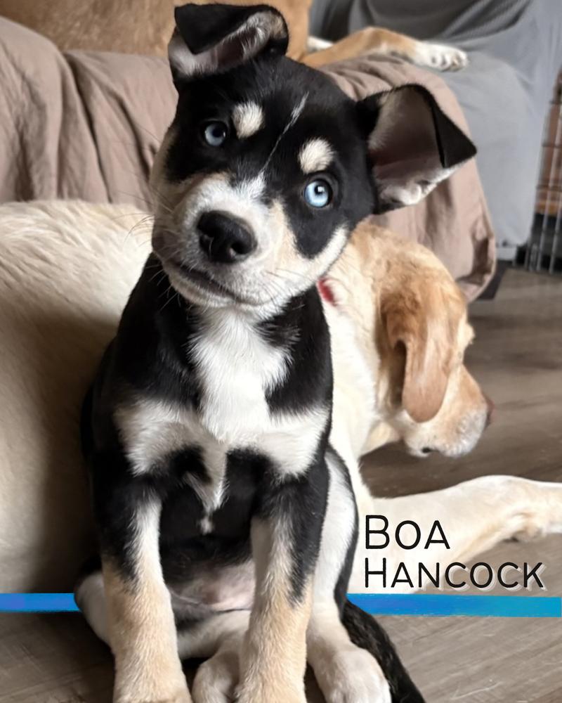 Enlarge One Piece Litter - Boa Hancock, a Adoptable mixed breed in Columbus, OH image 1/6