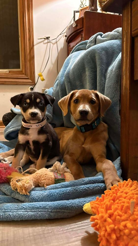 Enlarge One Piece Litter - Boa Hancock, a Adoptable mixed breed in Columbus, OH image 3/6