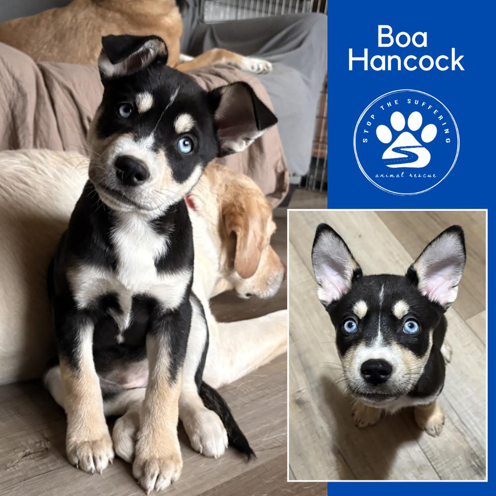 Enlarge One Piece Litter - Boa Hancock, a Adoptable mixed breed in Columbus, OH image 4/6