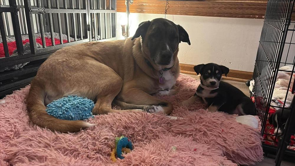 Enlarge One Piece Litter - Boa Hancock, a Adoptable mixed breed in Columbus, OH image 5/6