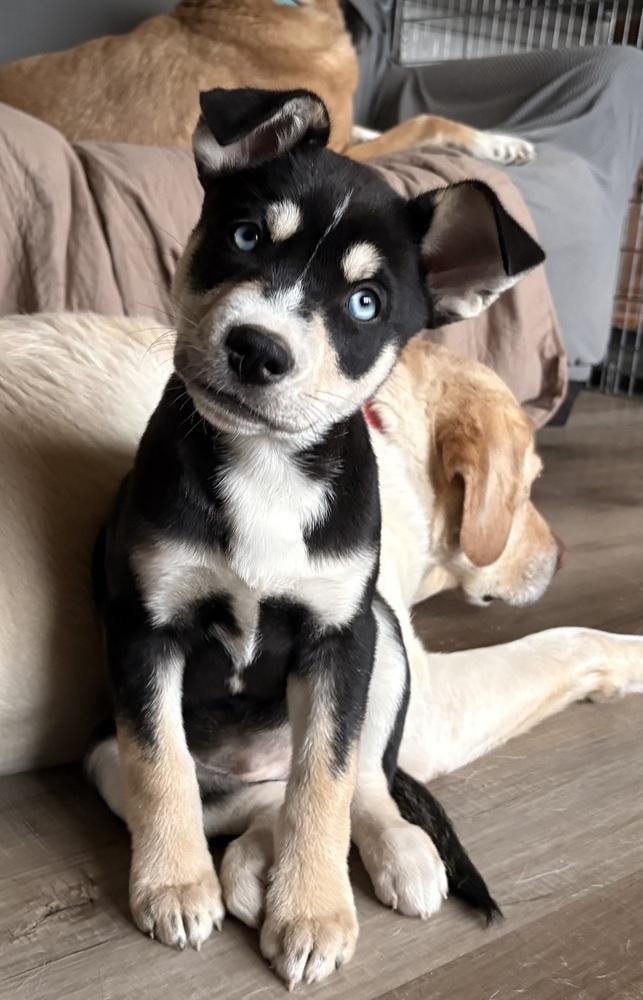 Enlarge One Piece Litter - Boa Hancock, a Adoptable mixed breed in Columbus, OH image 6/6