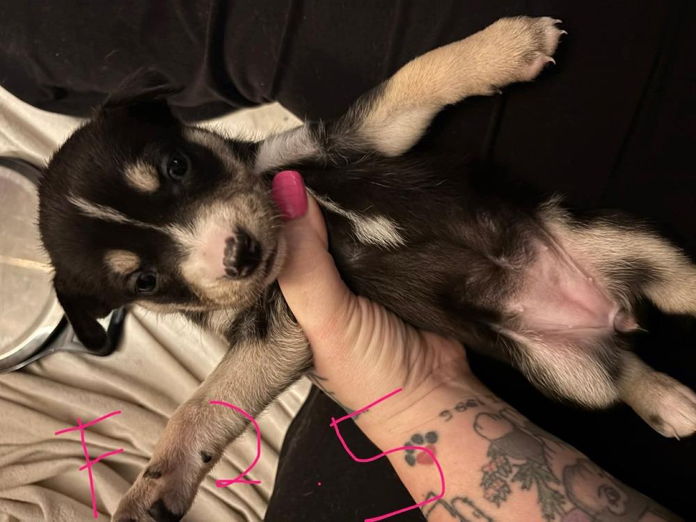 One Piece Litter  thumbnail 2