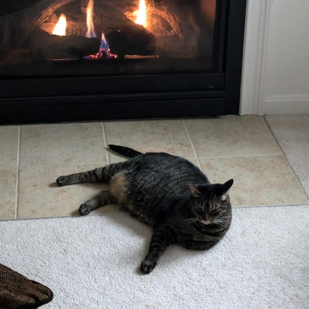 Coco, Adoptable, Senior Female Domestic Short Hair.