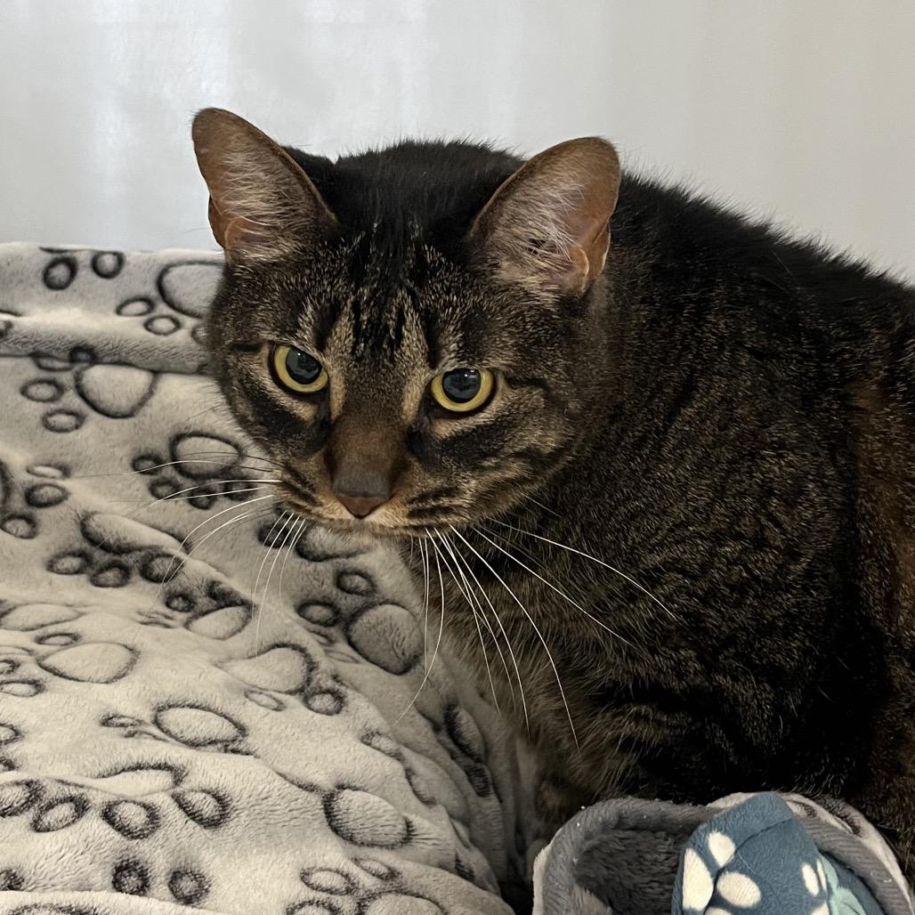 Coco, a Adoptable Domestic Short Hair in Ashland, MA image 2/4