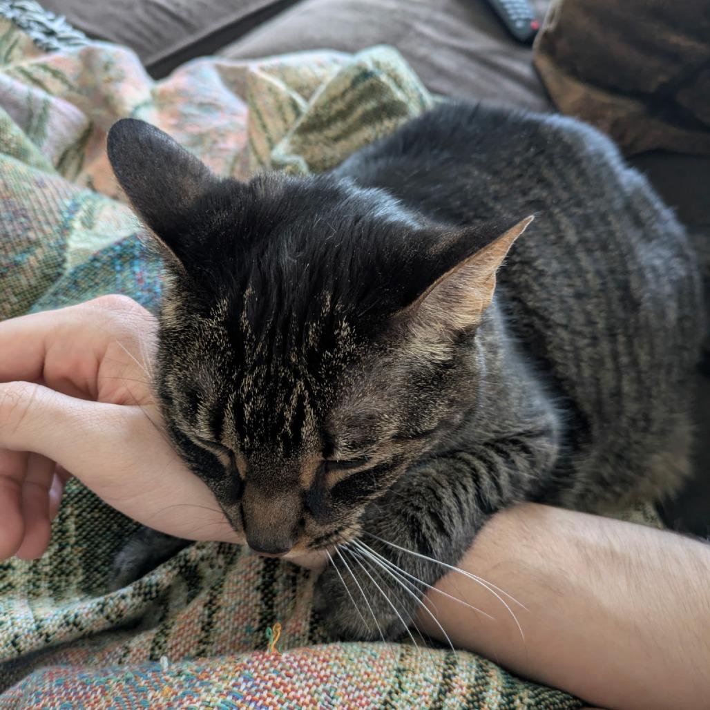 Coco, a Adoptable Domestic Short Hair in Ashland, MA image 3/4