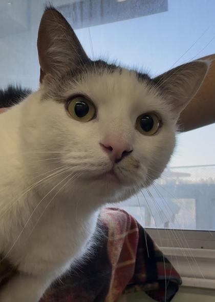 Enlarge Barnsey, a Adoptable mixed breed in Erin, ON image 1/1