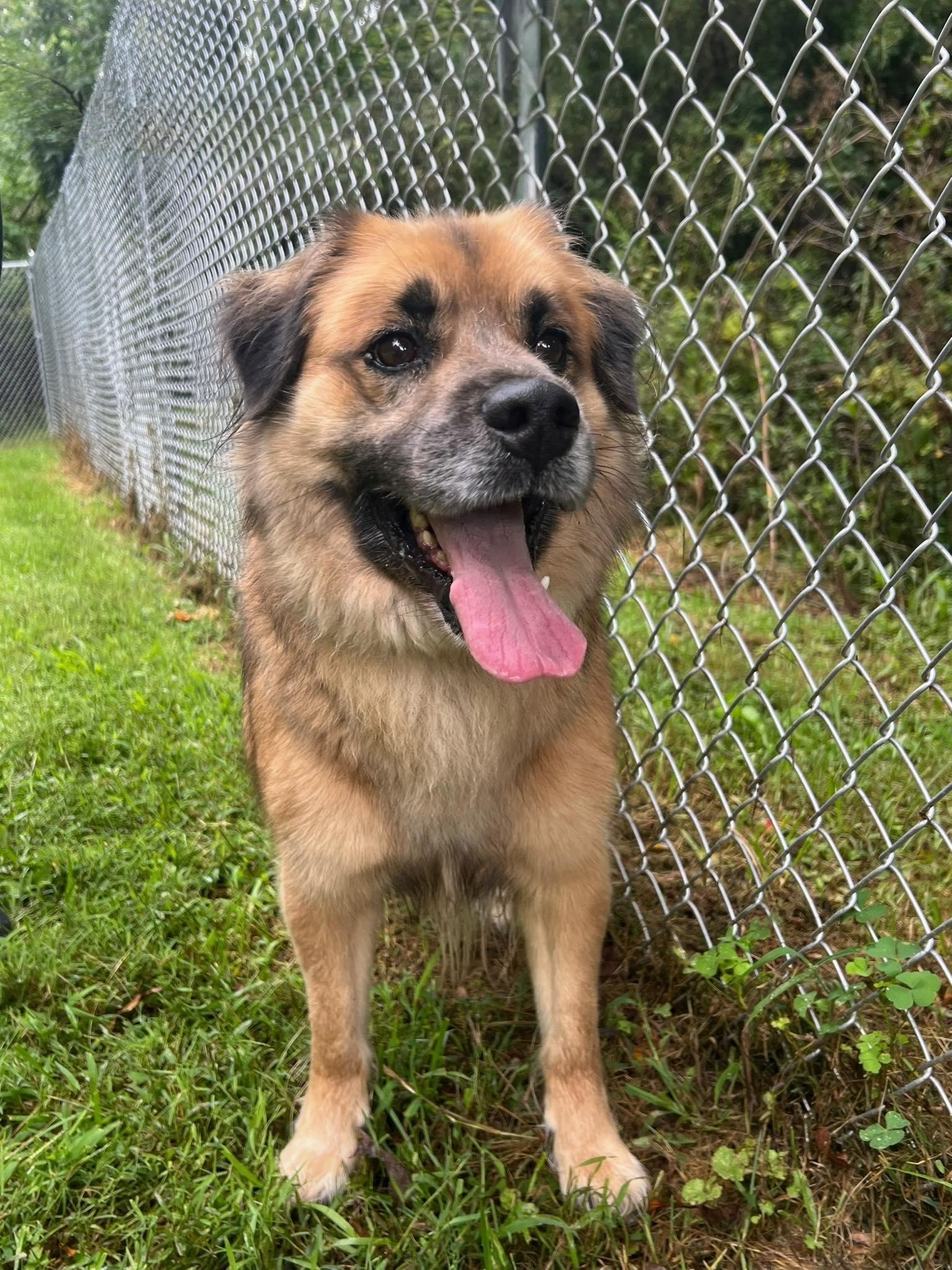 Drew, an adoptable Spitz in Pearisburg, VA, 24134 | Photo Image 1