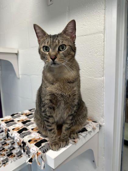 Louie, Adoptable, Adult Male Domestic Short Hair & Domestic Short Hair.