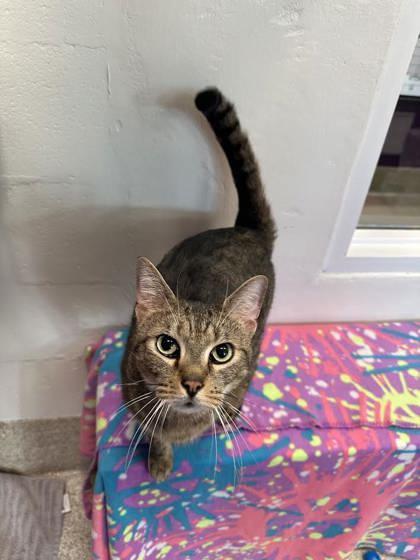 Louie, a Adoptable mixed breed in Scotia, NY image 2/3