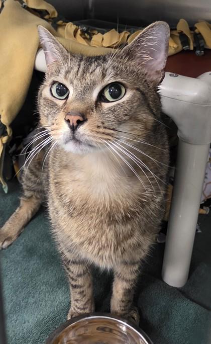 Louie, a Adoptable mixed breed in Scotia, NY image 3/3