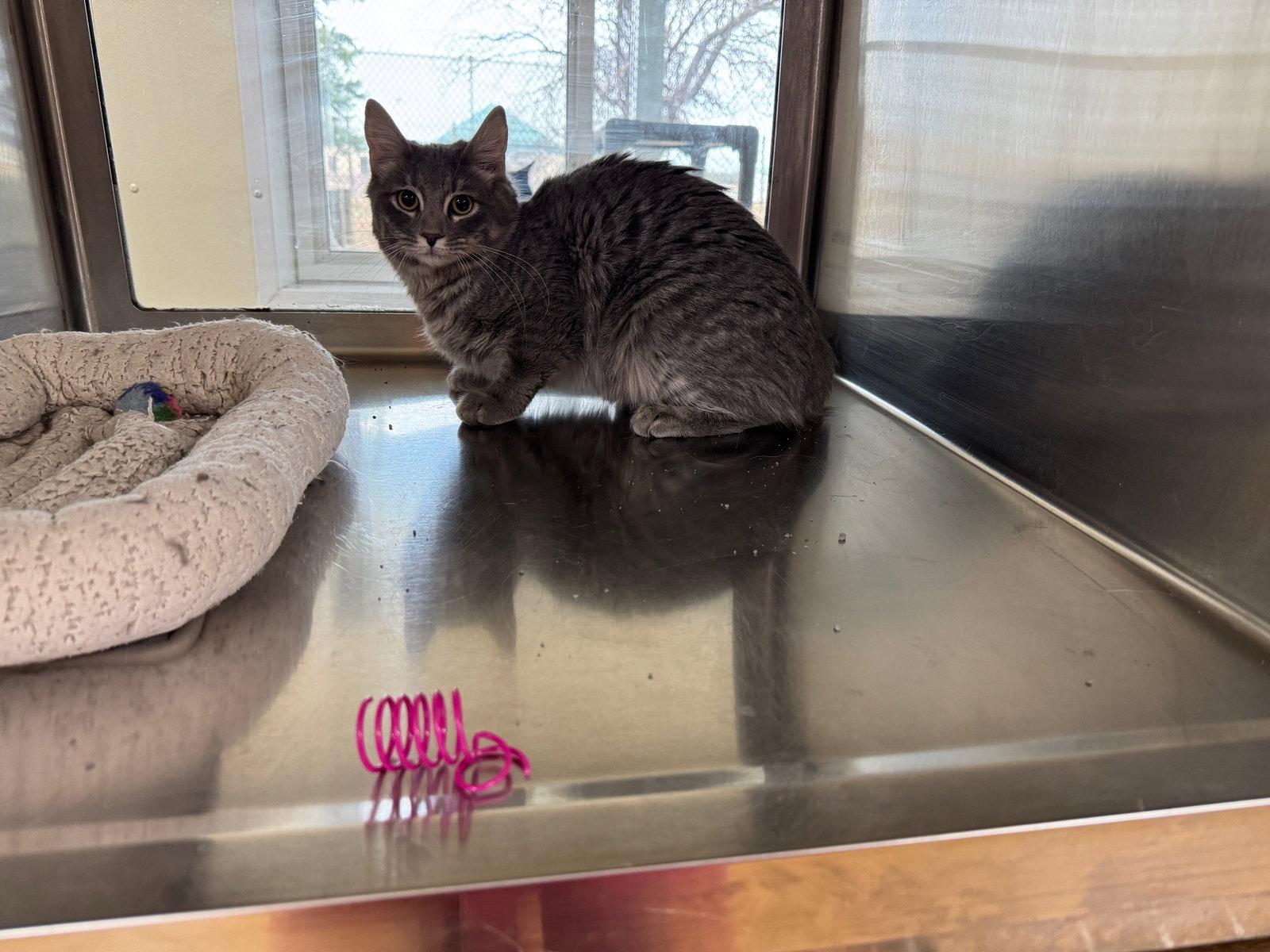 Enlarge Queenie, a Adopted mixed breed in Austin, MN image 2/3