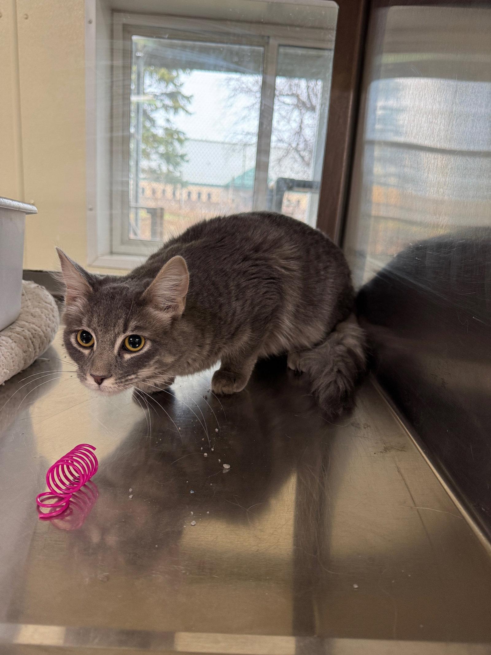 Enlarge Queenie, a Adopted mixed breed in Austin, MN image 3/3