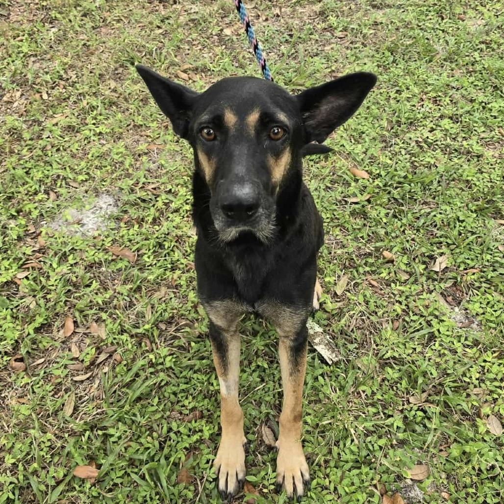 Huntrix, a Adoptable mixed breed in Williston, FL image 2/6