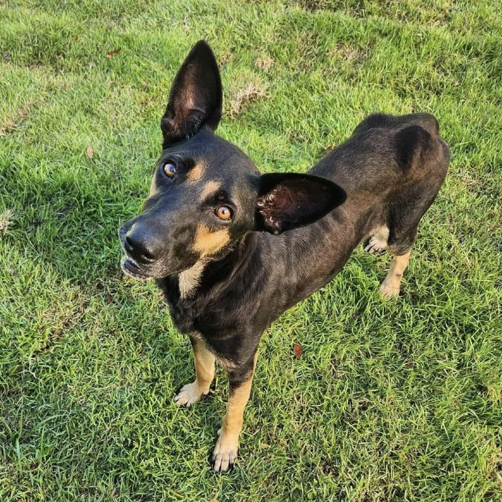 Huntrix, a Adoptable mixed breed in Williston, FL image 3/6