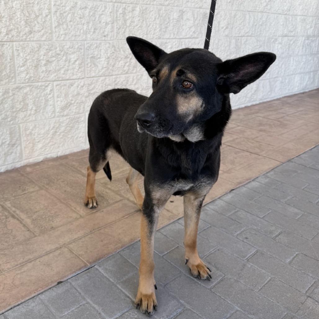 Huntrix, a Adoptable mixed breed in Williston, FL image 4/6