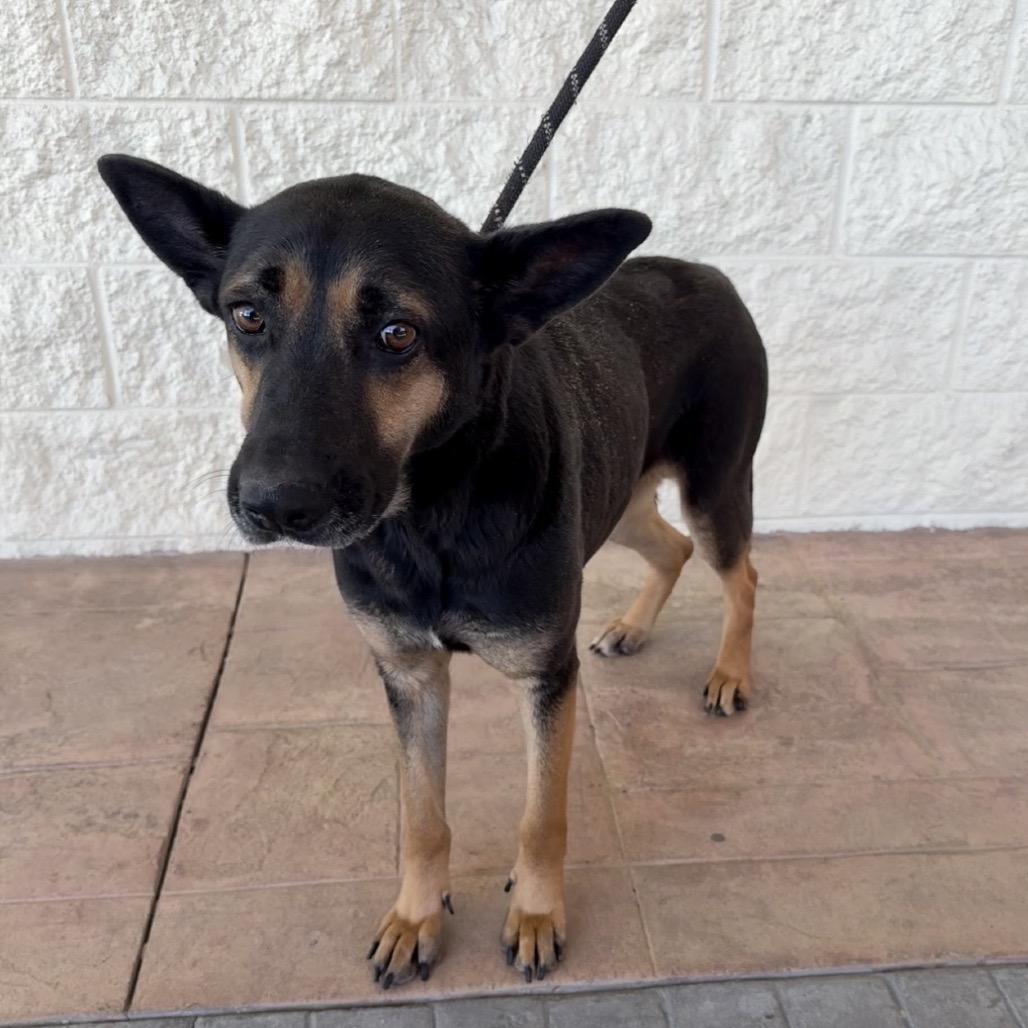 Huntrix, a Adoptable mixed breed in Williston, FL image 5/6