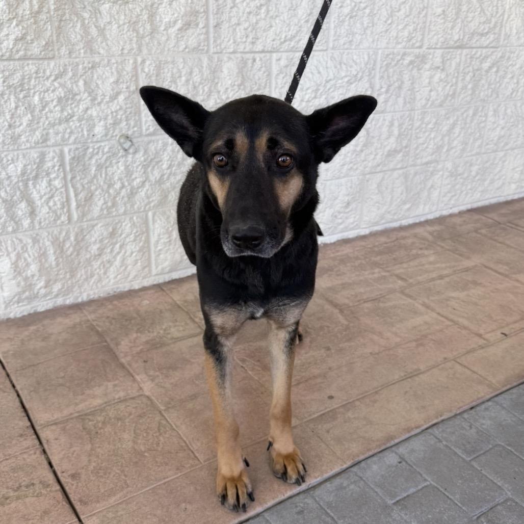 Huntrix, a Adoptable mixed breed in Williston, FL image 6/6