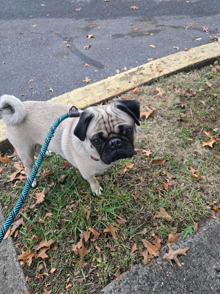 Enlarge Dug, a Adoptable Pug in East Greenville, PA image 2/4
