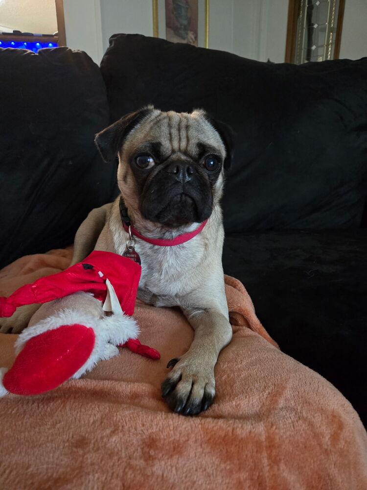 Enlarge Dug, a Adoptable Pug in East Greenville, PA image 3/4