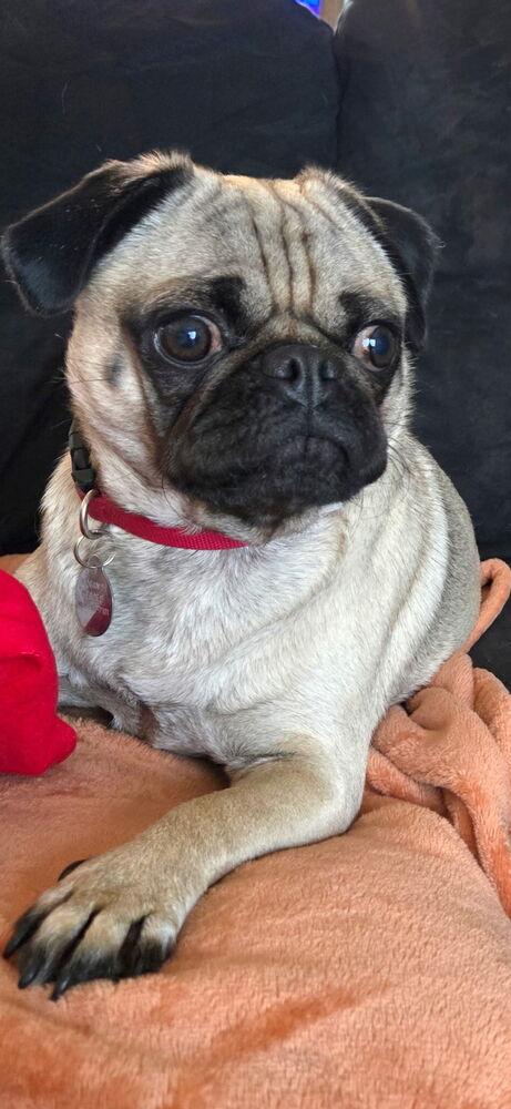 Enlarge Dug, a Adoptable Pug in East Greenville, PA image 4/4