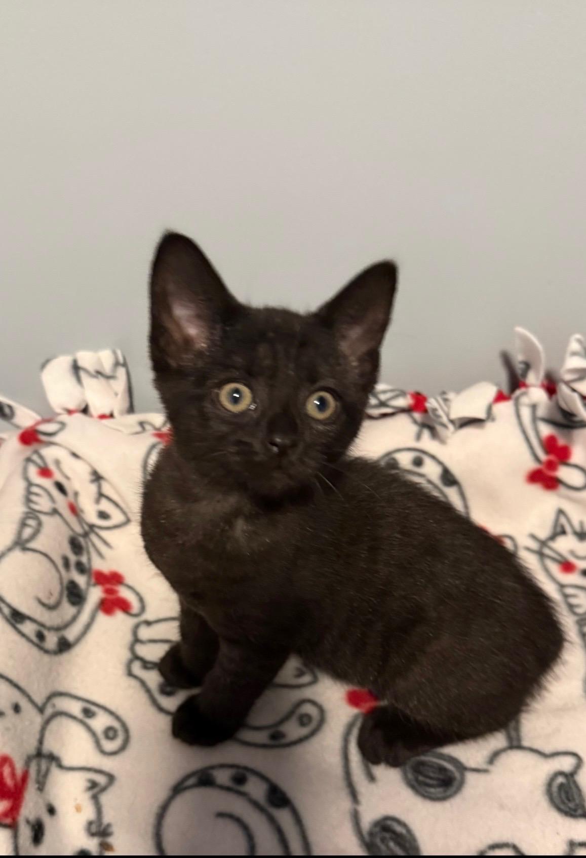Enlarge megan, an adopted Domestic Medium Hair in Franklin, OH image 1/1