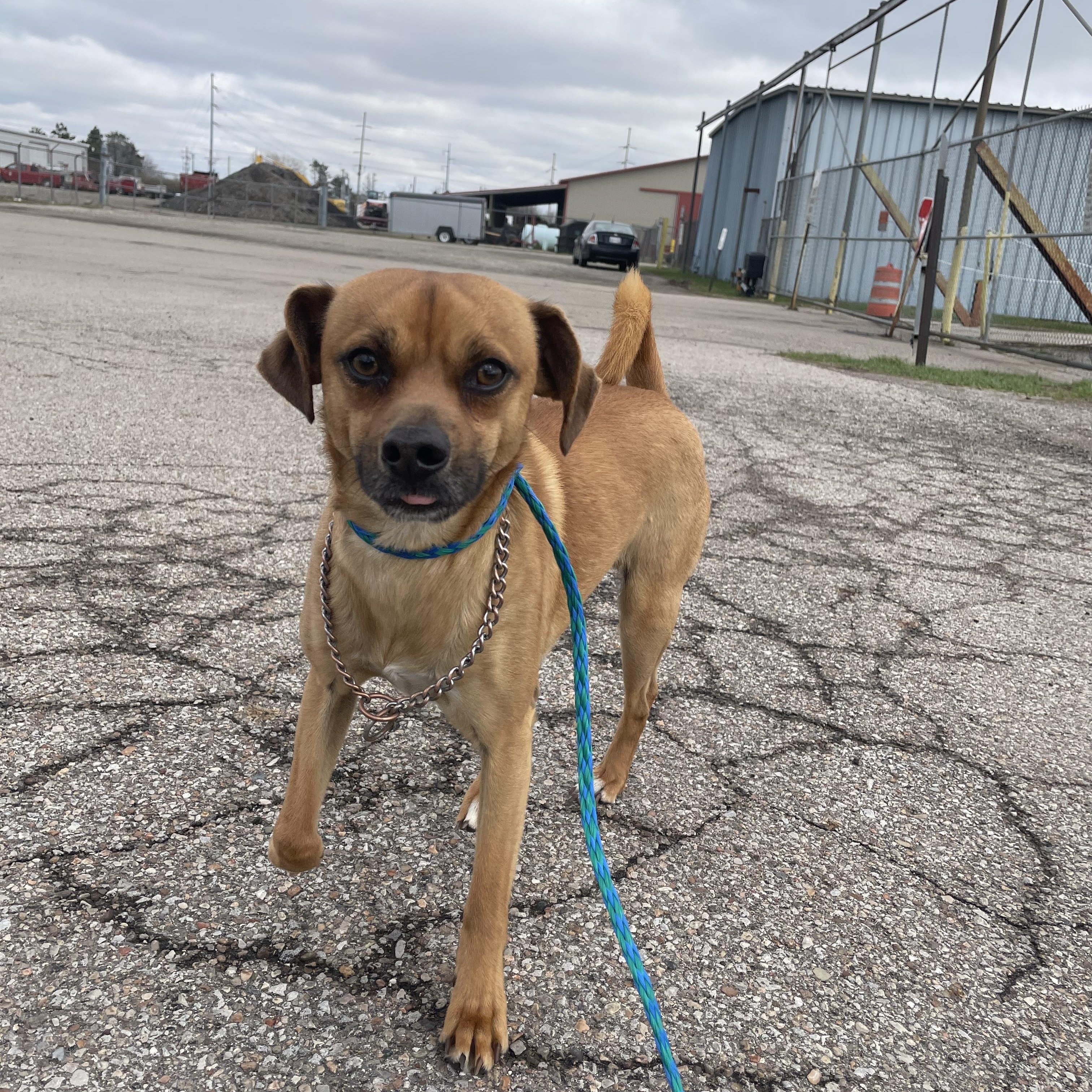 Enlarge Ruger , a ADOPTABLE Mixed Breed in Washington Court House, OH image 1/3