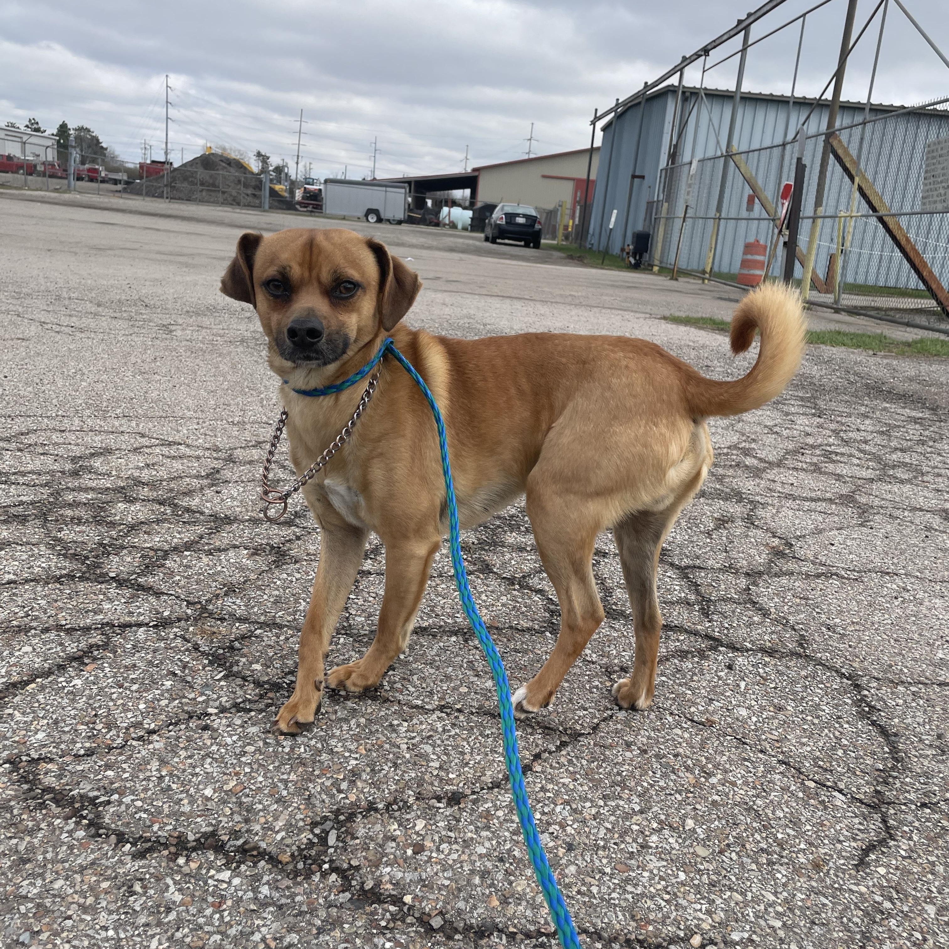 Enlarge Ruger , a ADOPTABLE Mixed Breed in Washington Court House, OH image 2/3