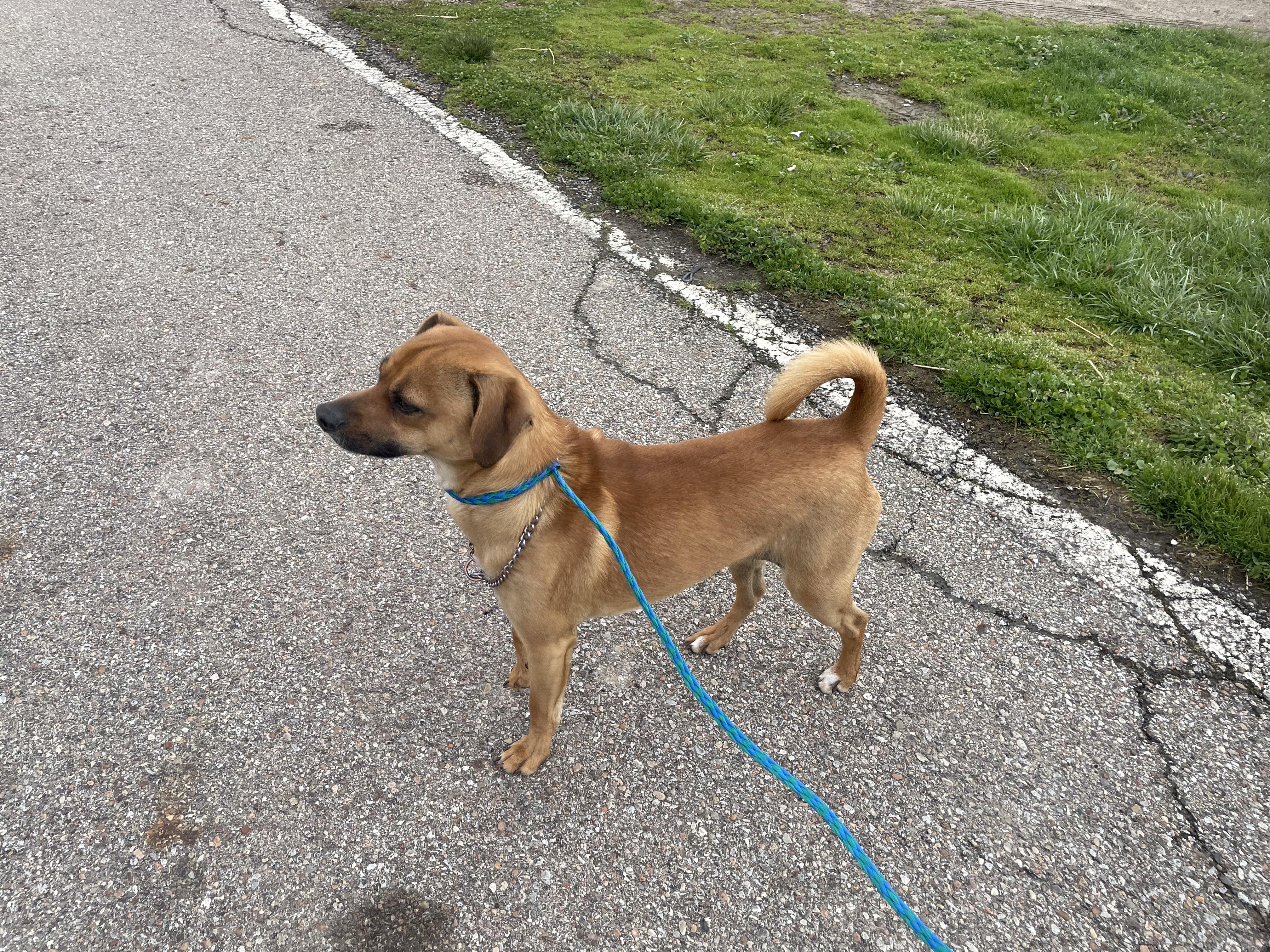 Enlarge Ruger , a ADOPTABLE Mixed Breed in Washington Court House, OH image 3/3