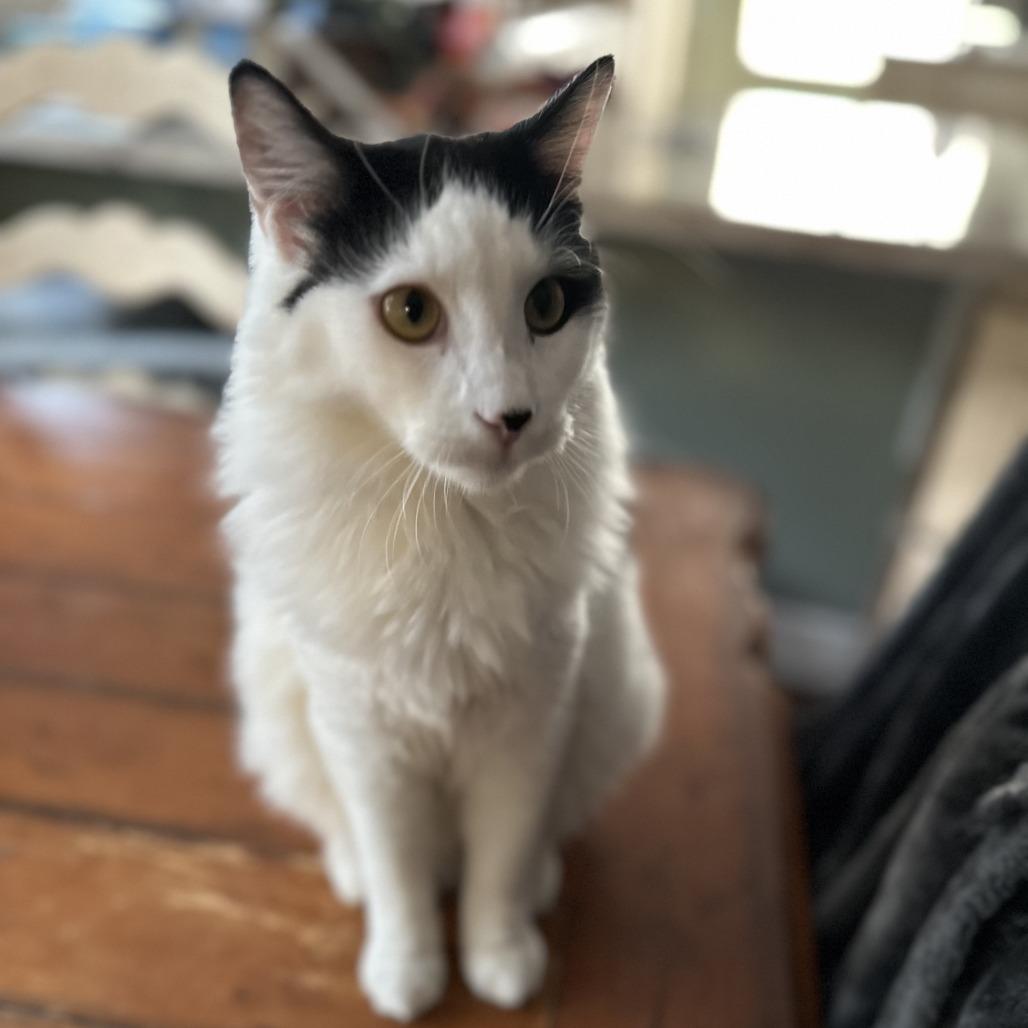 Enlarge Seaweed, a Adoptable Domestic Medium Hair in Temecula, CA image 4/6