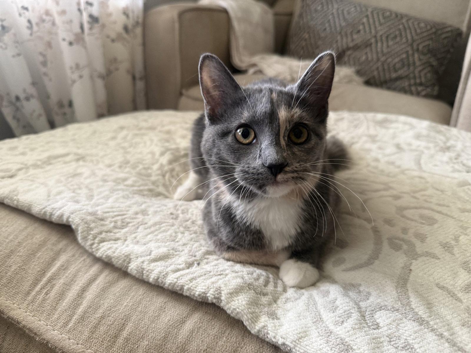 Muffin, a Adoptable Dilute Calico in Fenton, MO image 1/2