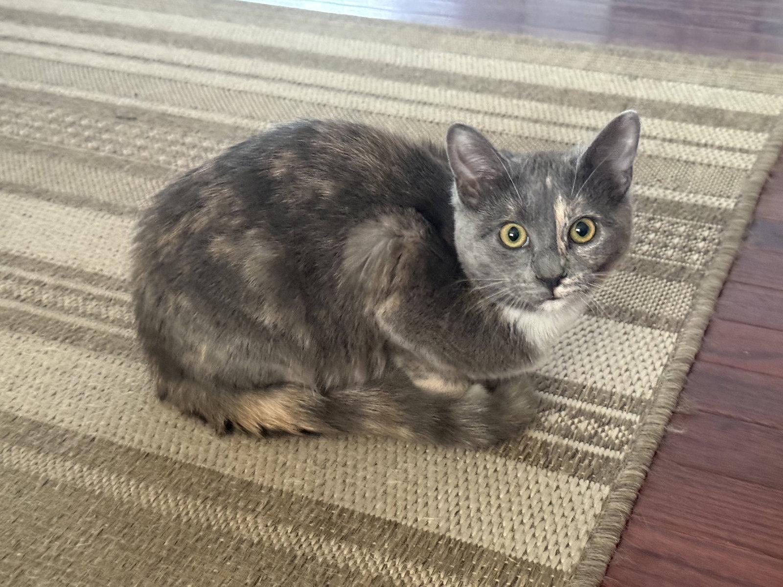 Enlarge Muffin, a Adoptable Dilute Calico in Fenton, MO image 2/3