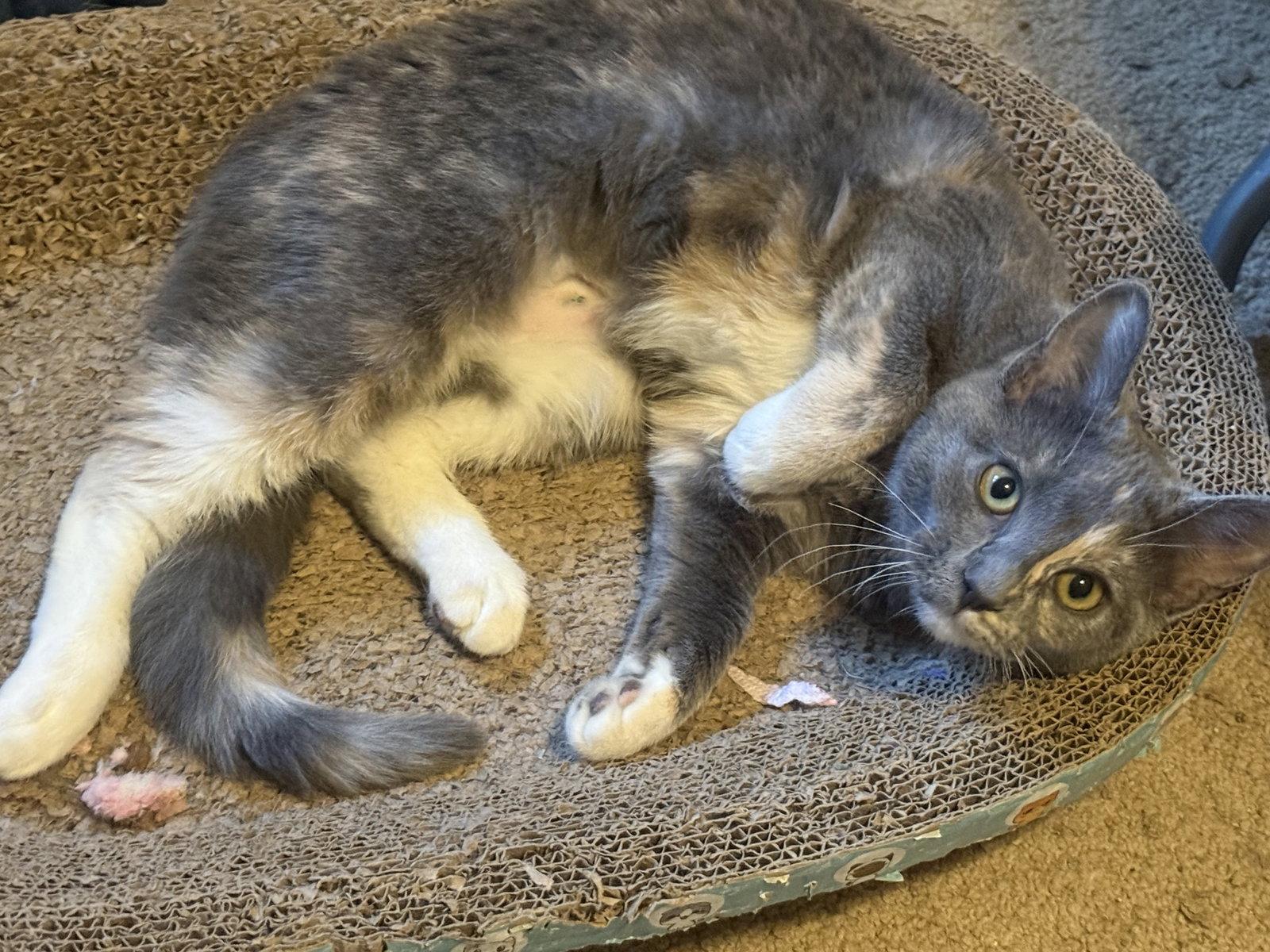 Muffin, a Adoptable Dilute Calico in Fenton, MO image 2/2