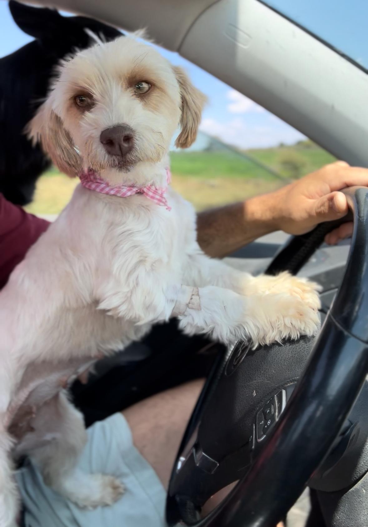 Chloe, Adopted, Adult Female Mixed Breed.