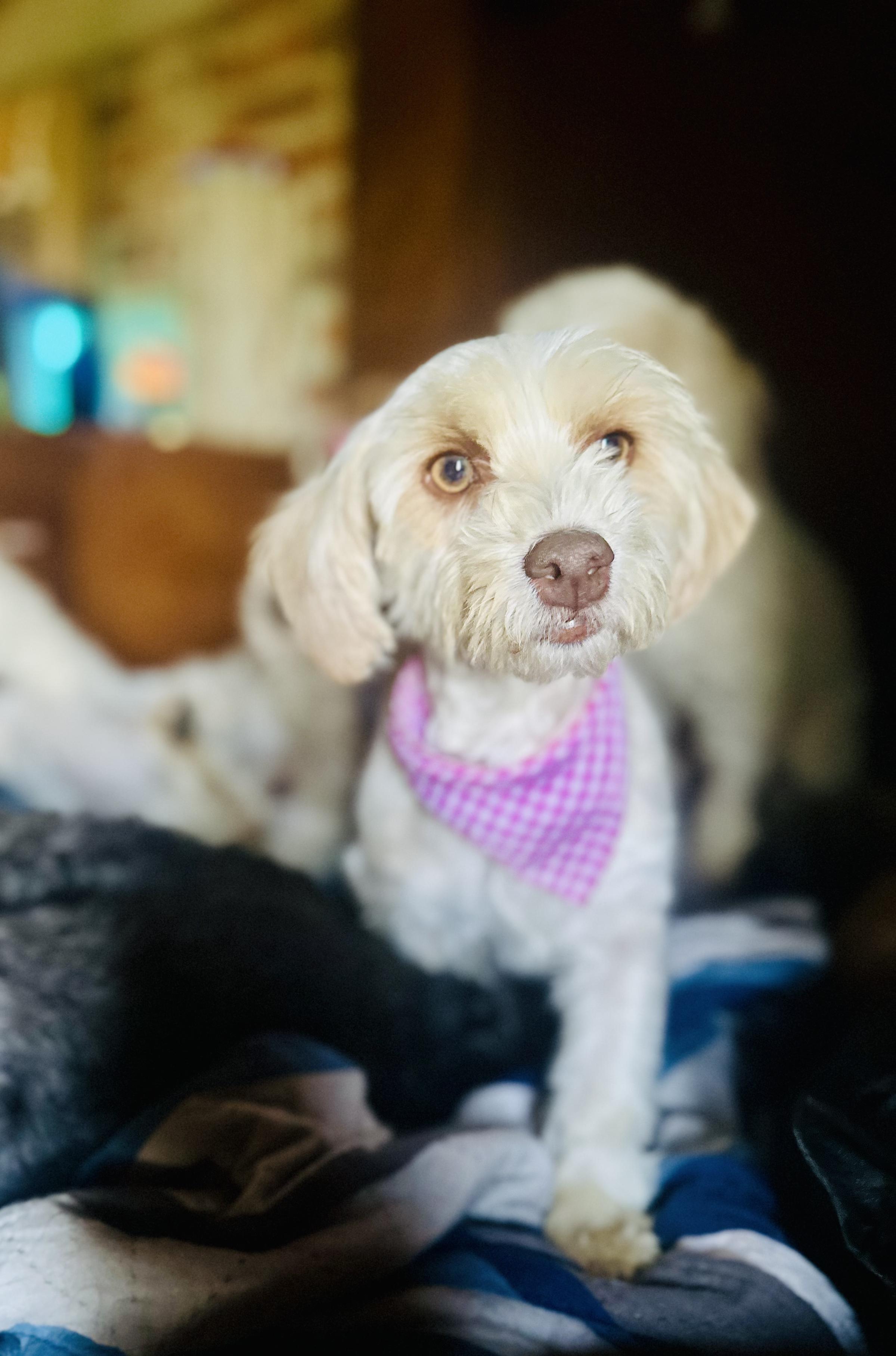 Enlarge Chloe, a Adopted mixed breed in Encino, CA image 2/4