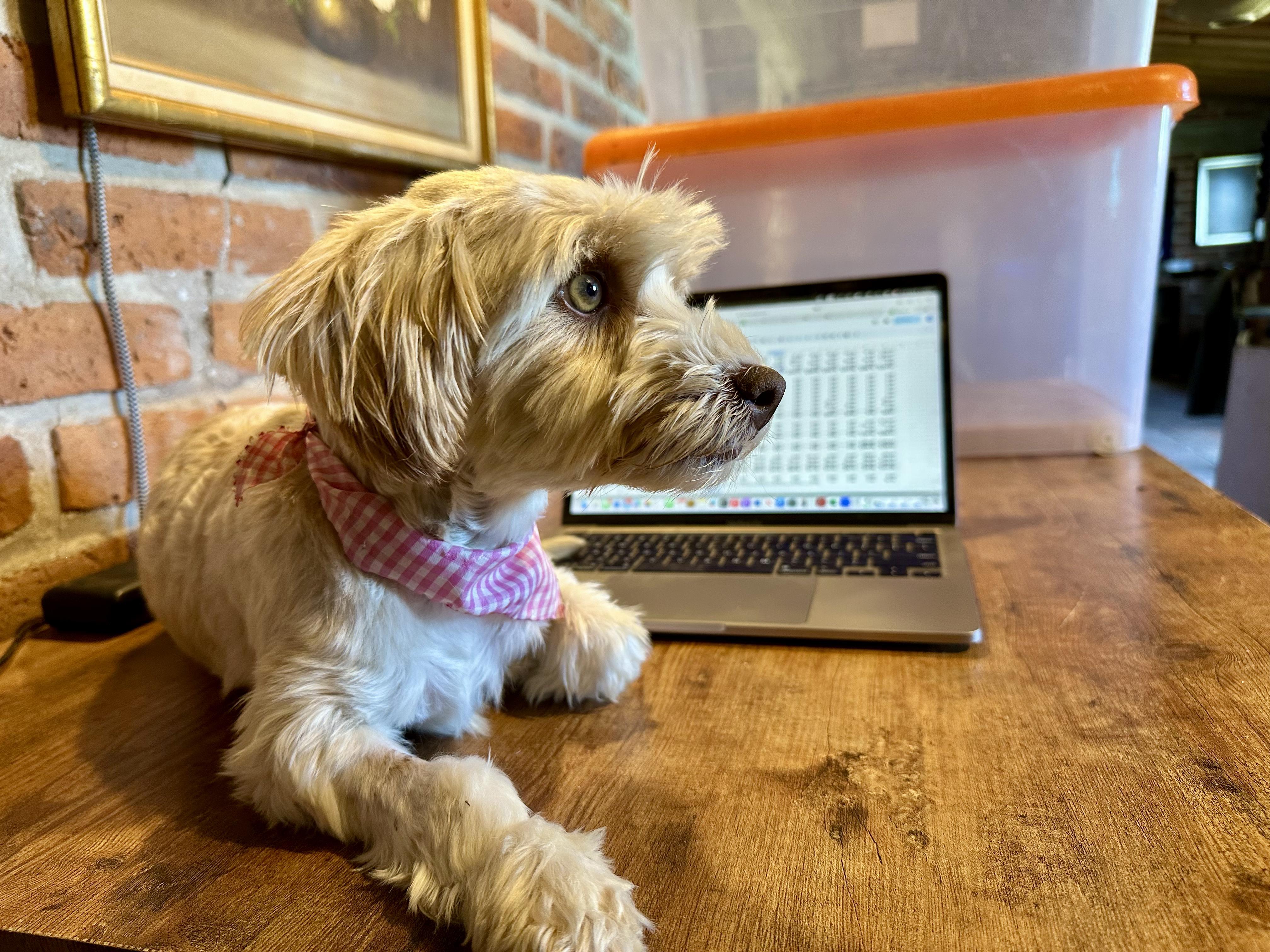 Enlarge Chloe, a Adopted mixed breed in Encino, CA image 3/4