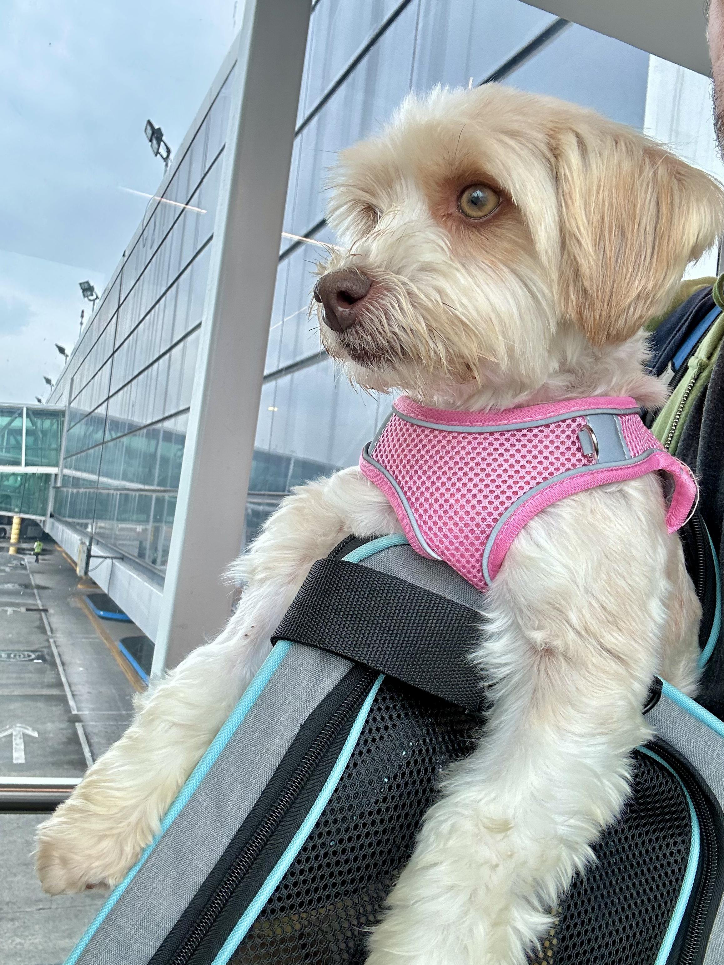 Enlarge Chloe, a Adopted mixed breed in Encino, CA image 4/4